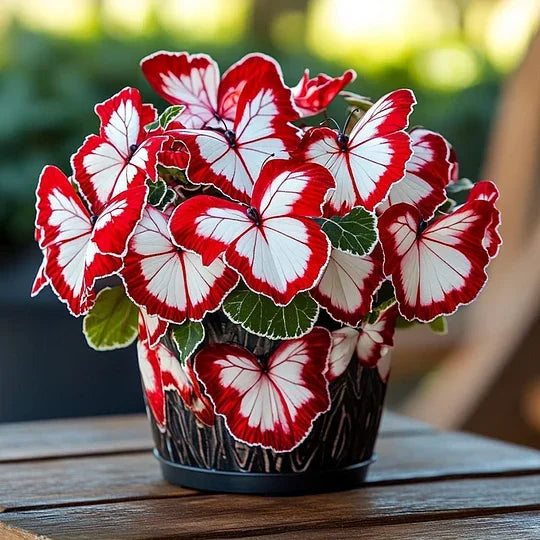💥 Naujosios begonijos 🦋 Drugelių begonijų sėklos 🌱 Bonsai, kokio dar nematėte-LT