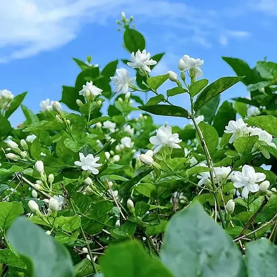 ZADNJI DAN PROMOCIJE - 49% POPUSTA 🌸Prekrasna biljka jasmina u saksiji (može se saditi zimi)🌸-HR