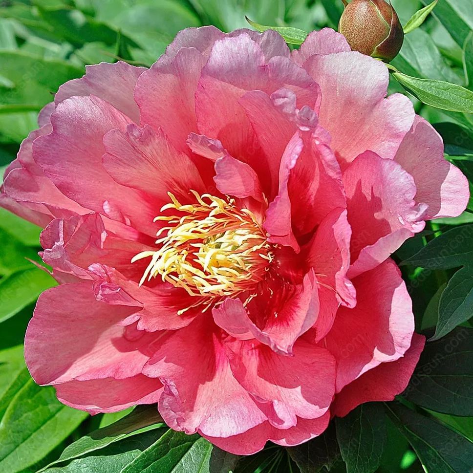 🌸 Redke čebulice vzpenjajočih se potonik🪴 Veliki, dvojni cvetovi, trajnica, odporna proti zmrzali, enostavna za gojenje, priljubljena vrtna rastlina-SI