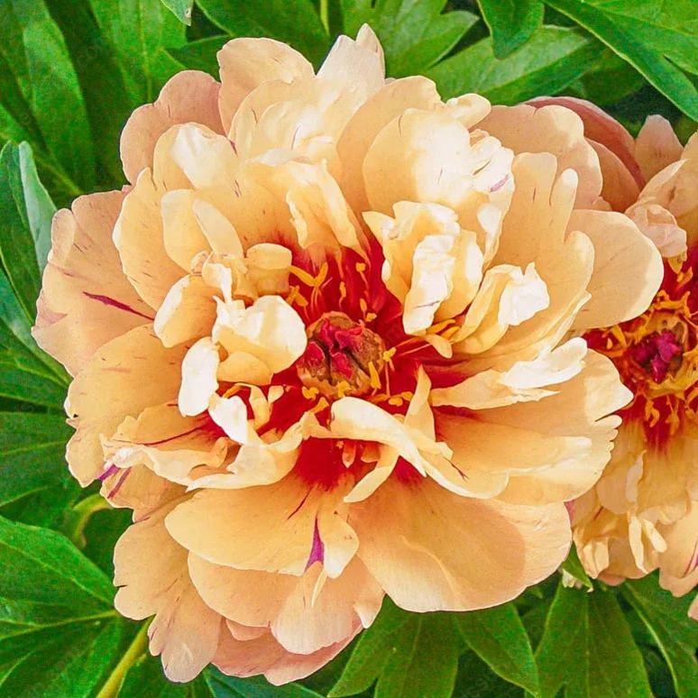 🌸 Διπλά αναρριχώμενη παιώνια, ένα ανθεκτικό στον παγετό πολυετές φυτό κήπου για εσωτερική και εξωτερική ομορφιά-GR
