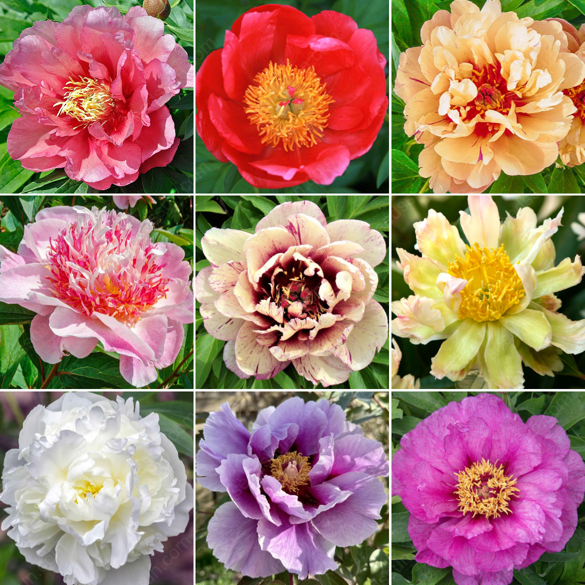 🌸 Reti vijokliniai bijūnai🪴 Dideli, dvigubi žiedai, atsparus šalčiui daugiametis augalas, lengvai auginamas, mėgstamas sodo augalas-LT