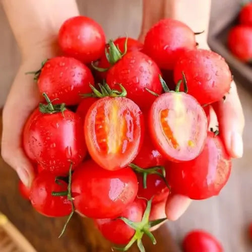 🍅🍅Νανοί σπόροι ντομάτας σε γλάστρες-SI 