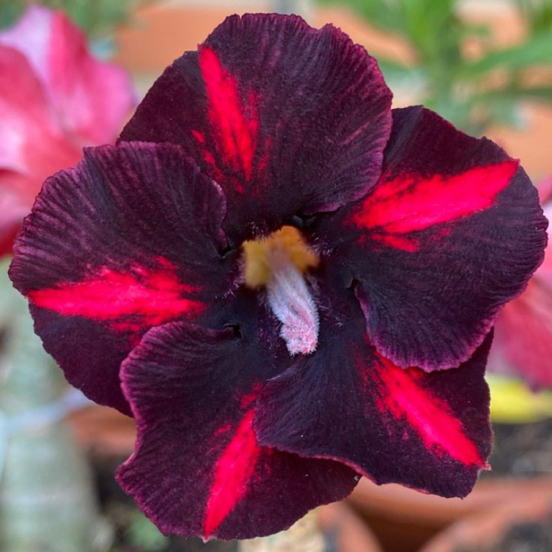 🎁Dykumos rožių svogūnėliai🌵Labai lengva prižiūrėti! 🌸Adenium Obesum svogūnėliai-LT