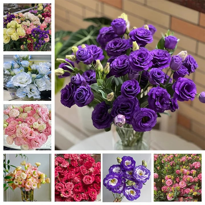 🔥Paskutinė išpardavimo diena💝Eustoma bespygliųučių rožė💐Lisianthus semenų-LT 