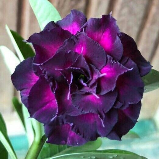 🎁Čebulice puščavskih vrtnic🌵Zelo enostavne za nego! 🌸Čebulice Adenium Obesum-SI