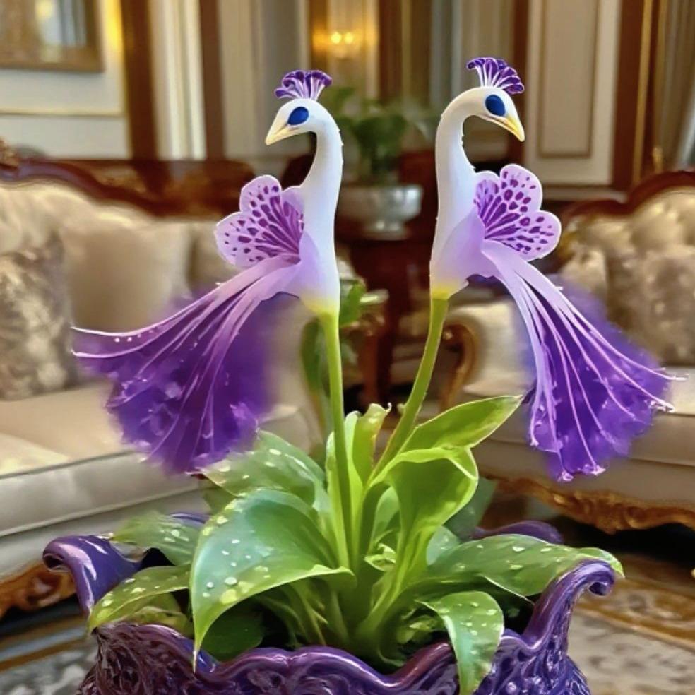 🦚 Pavja orhideja-SI