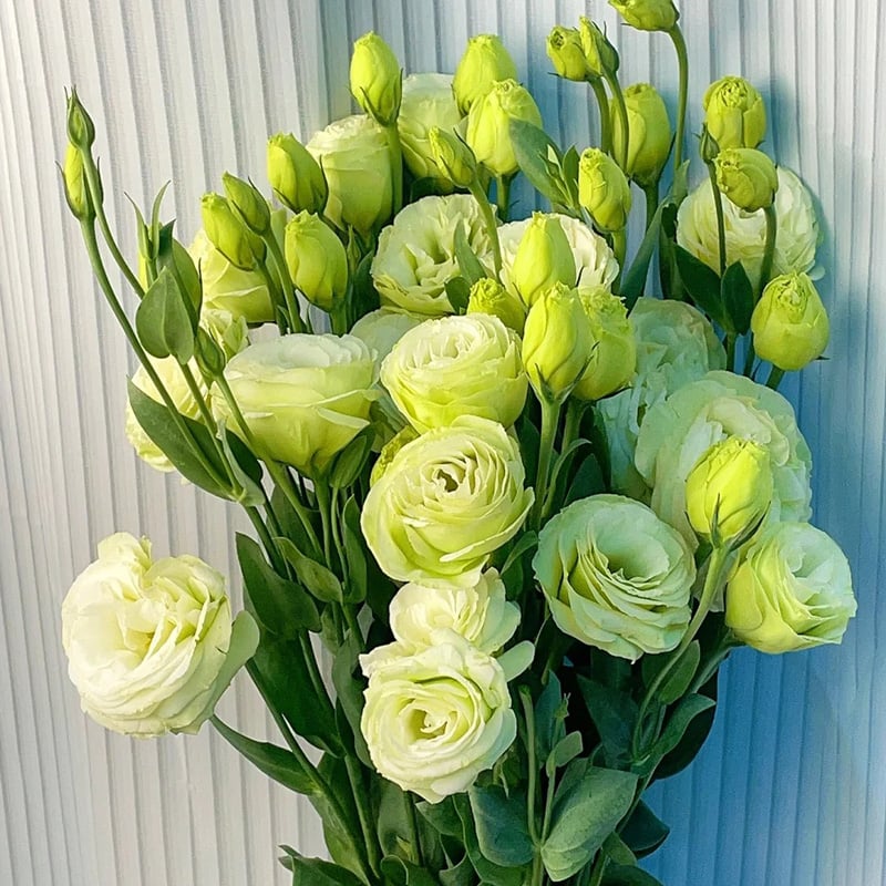 🔥Zadnji dan prodaje💝Eustoma Thornless Rose💐Semena Lisianthusa-SI