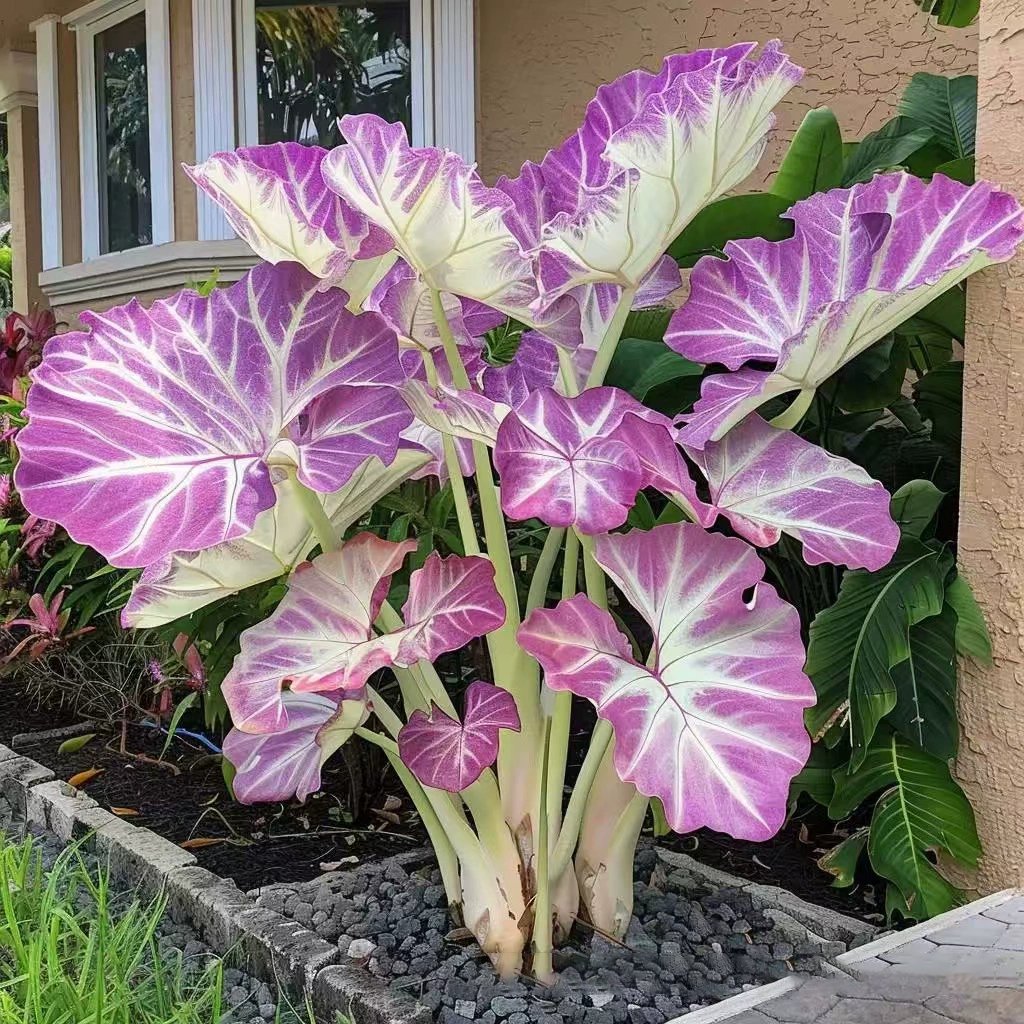 🌿 Σπάνιοι λαμπτήρες hosta🎁 Ειδική προσφορά 2025-SI 