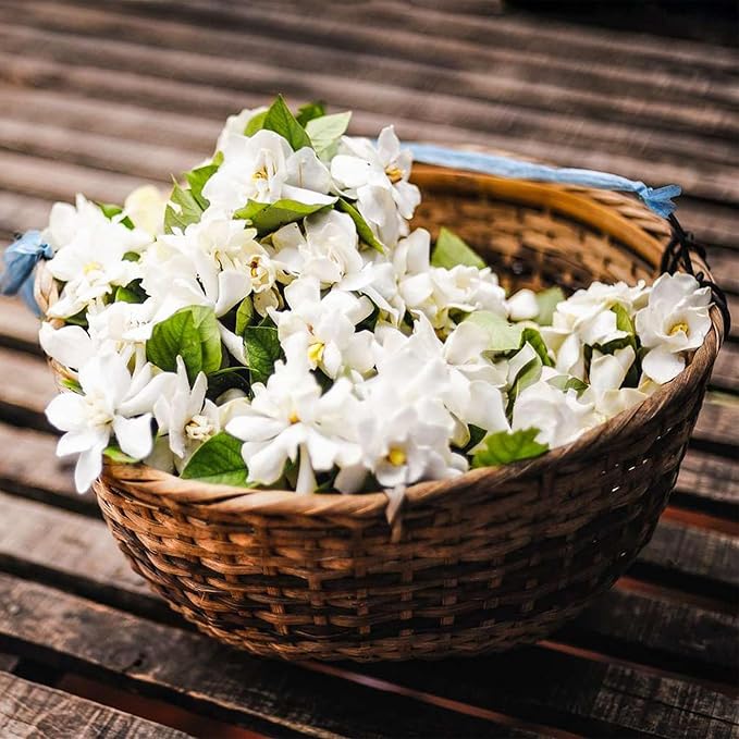 🌸Zimski viseči jasmin – sanjska sobna rastlina🌿❄️-SI
