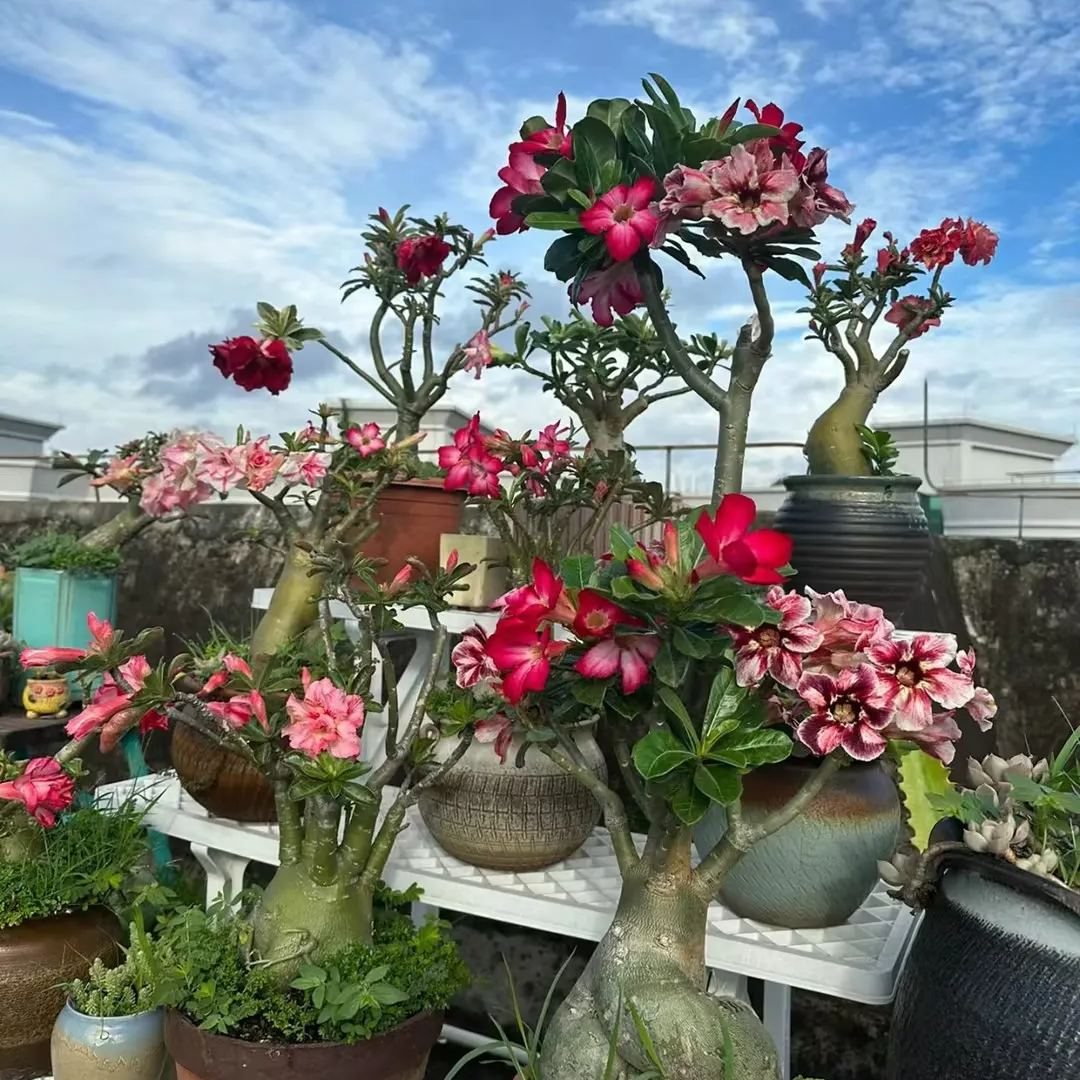 🎁Dykumos rožių svogūnėliai🌵Labai lengva prižiūrėti! 🌸Adenium Obesum svogūnėliai-LT