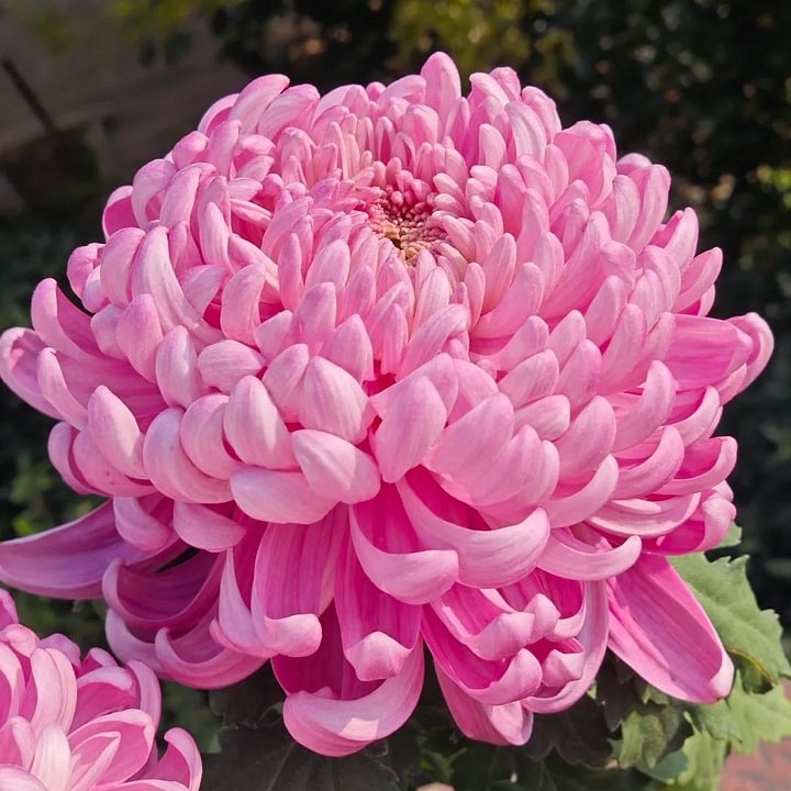 🌺Elegancijos gėlė🌼Milžiniškų chrizantemų sėklos-LT