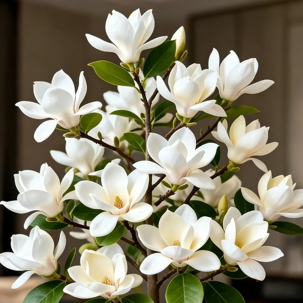 Čebulice Magnolia liliiflora (vijolične orhideje) 🌸 Cvetovi skrivajo liste, vonj napolnjuje zrak-SI