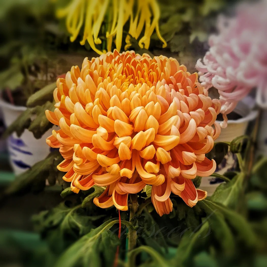 🌺Flor de la Elegancia🌼Semillas de Crisantemo Gigante-ES