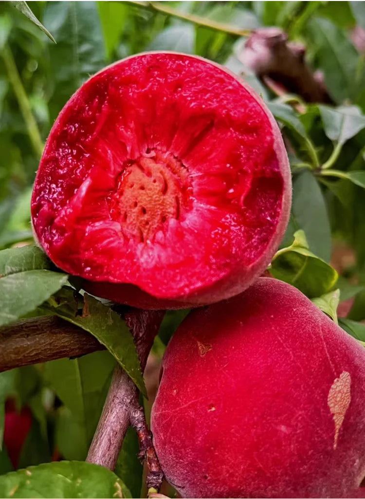 🍑Πολύ γλυκοί και ζουμεροί σπόροι ροδάκινου-GR