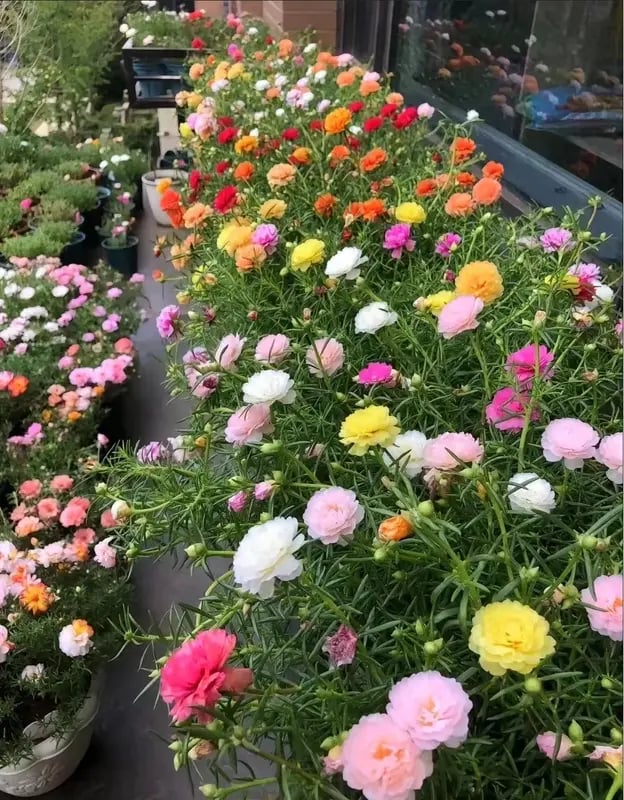 🌸Semena mahovnjaka – 🌿Semena trajnic / Veliki cvetovi / Enostavna za gojenje-SI