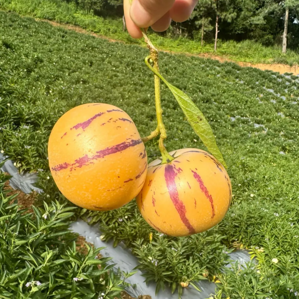 Ženšenio vaisių pepino meliono sėklos-Solanum Muricatum-LT