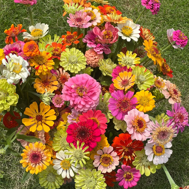🌺Διπλοί σπόροι ζίννιας σε διάφορα χρώματα-GR