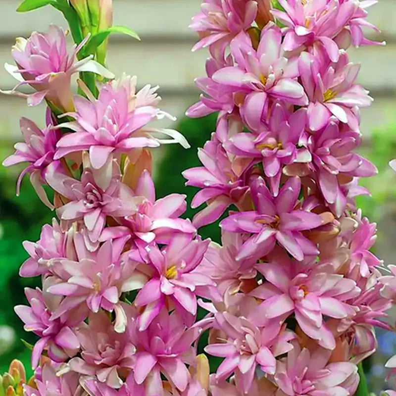 Διπλή τουμπερόζα 🌸 - Μεγάλο βολβώδες άνθος-SI 