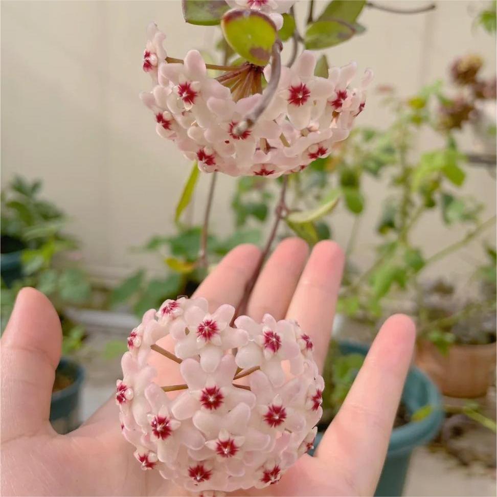 ✨Čebuljice Hoya – Zvezde padajo z neba✨-SI