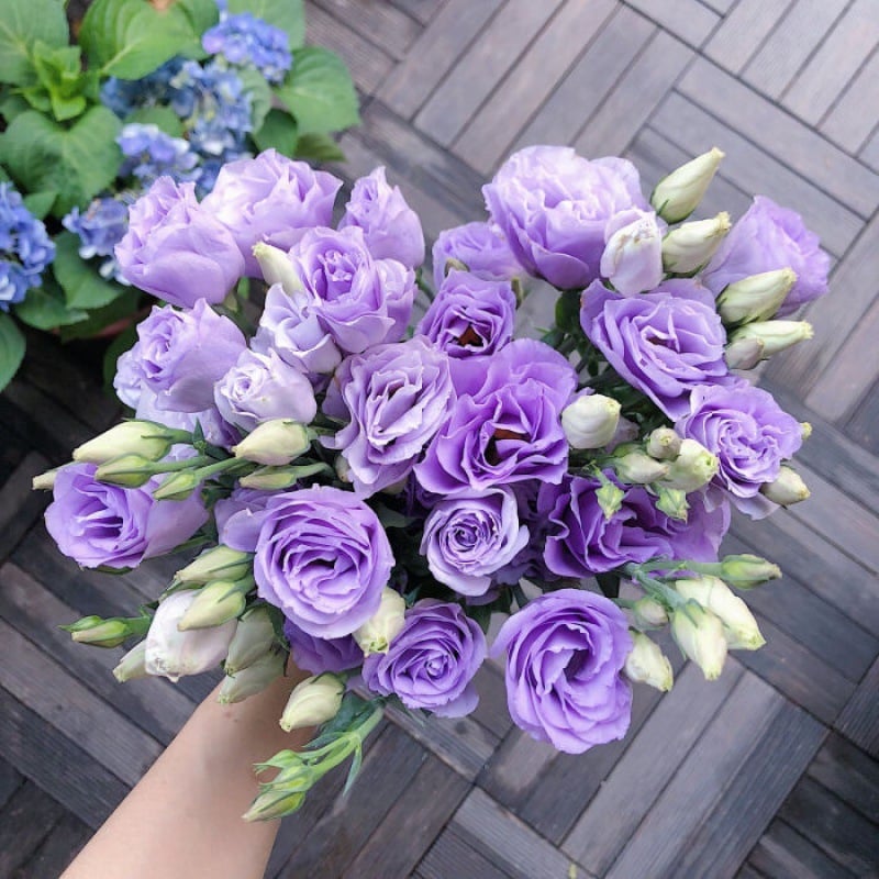 🔥Paskutinė išpardavimo diena💝Eustoma bespygliųučių rožė💐Lisianthus semenų-LT 