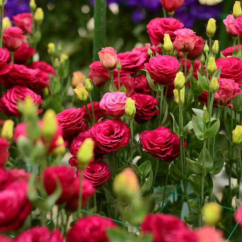 🔥Zadnji dan prodaje💝Eustoma Thornless Rose💐Semena Lisianthusa-SI