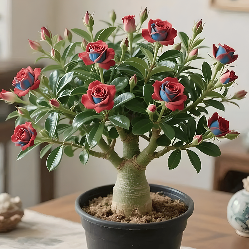 🌵🌺Čebulice puščavskih vrtnic-SI