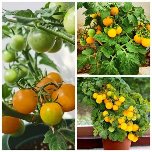 🍅🍅Νανοί σπόροι ντομάτας σε γλάστρες-SI 