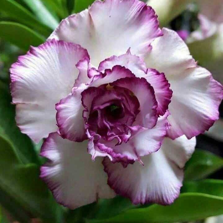 🎁Dykumos rožių svogūnėliai🌵Labai lengva prižiūrėti! 🌸Adenium Obesum svogūnėliai-LT