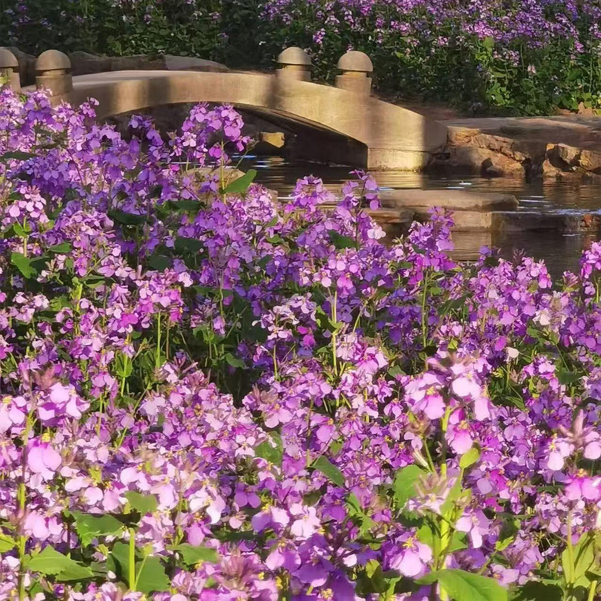💜Vasario orchidėjų sėklos | „Infinity Purple Sea“-LT