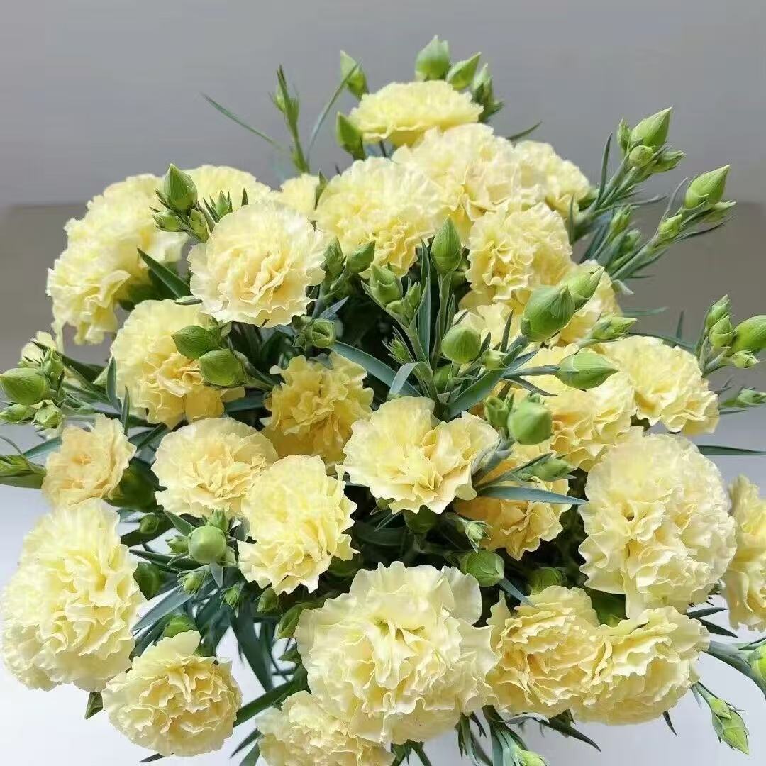 Dišeči vrtni čar – Gojite klasične nageljne, ki navdušijo vsako sezono🌺-SI