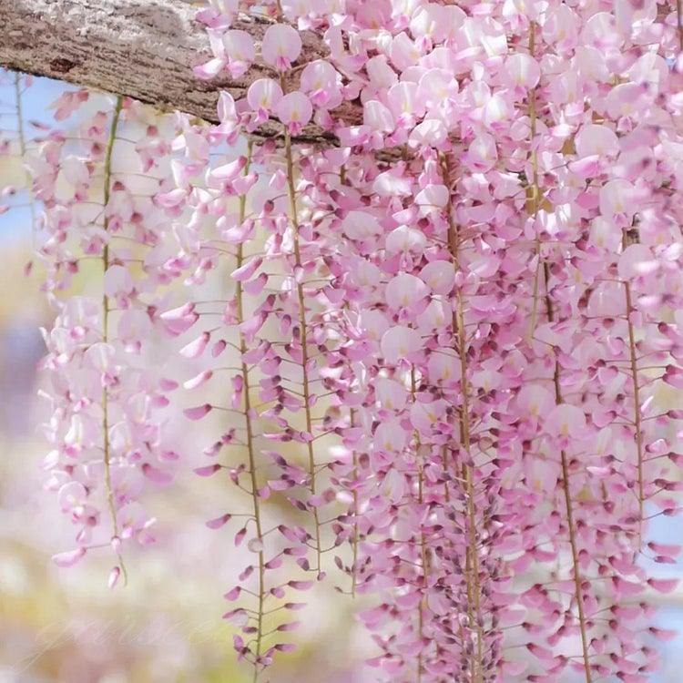🌸Semena glicinije – Kaskadna lepotica vrta skozi vse leto💗-SI