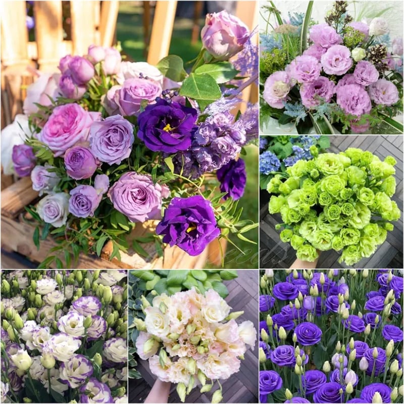 🔥Paskutinė išpardavimo diena💝Eustoma bespygliųučių rožė💐Lisianthus semenų-LT 