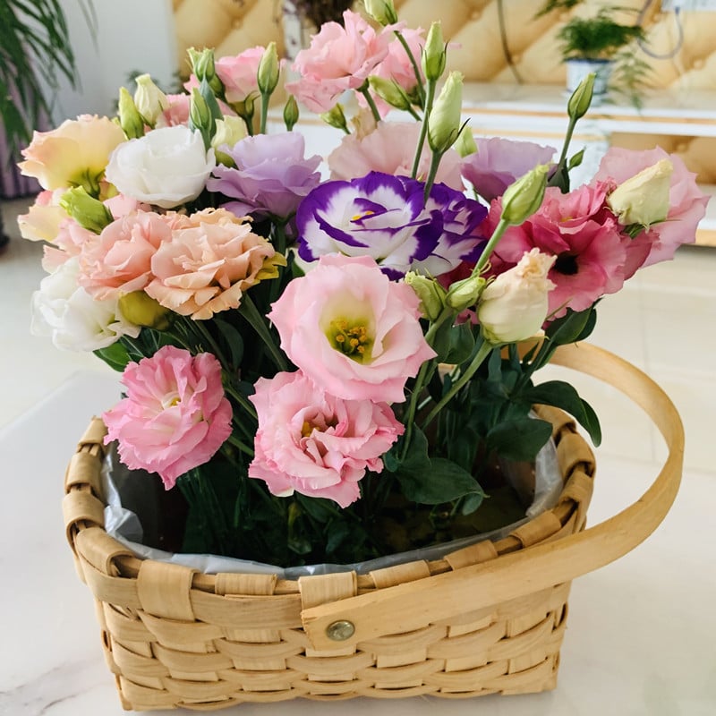 🔥Zadnji dan prodaje💝Eustoma Thornless Rose💐Semena Lisianthusa-SI