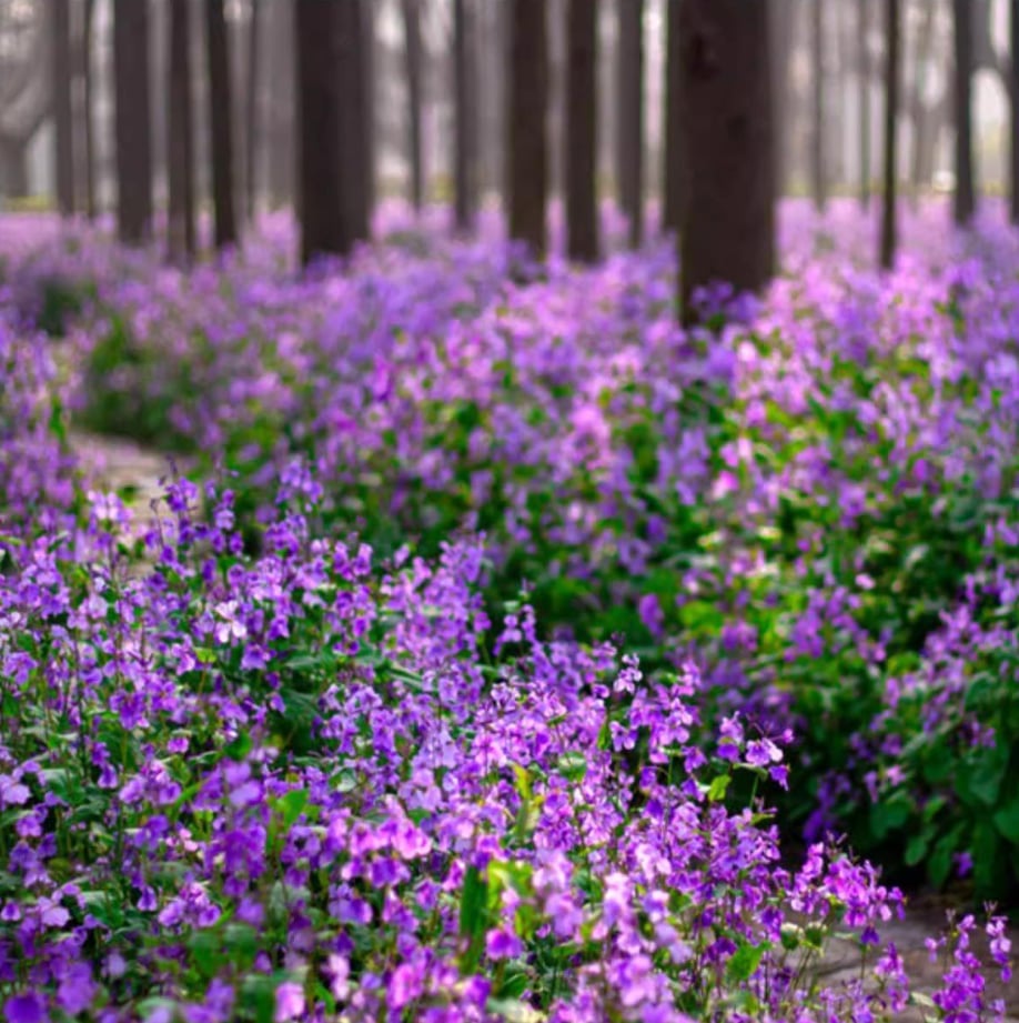 💜Februarska semena orhidej | Infinity Purple Sea-SI