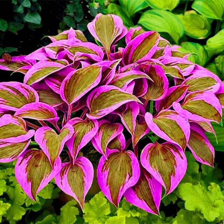 🍃Σπάνιοι Πολύχρωμοι Σπόροι Hosta-GR