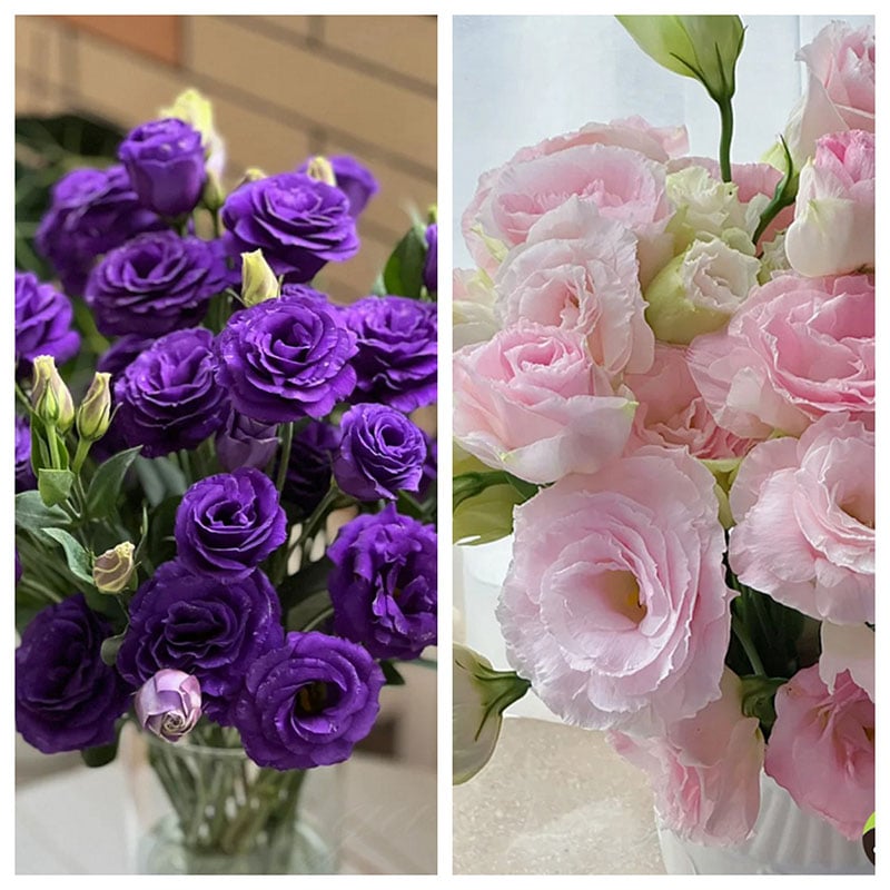 🔥Zadnji dan prodaje💝Eustoma Thornless Rose💐Semena Lisianthusa-SI