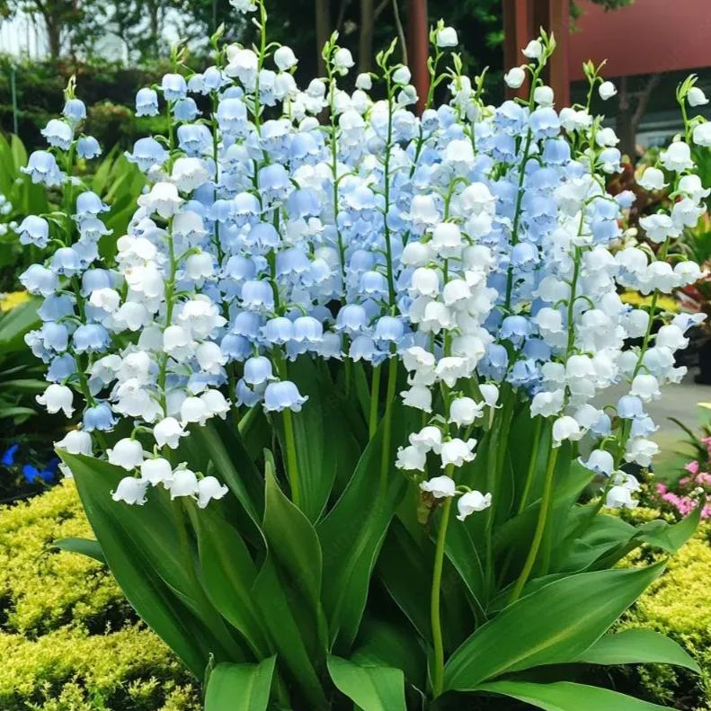 💐ŠMARJA – SREČA PRIDE-SI