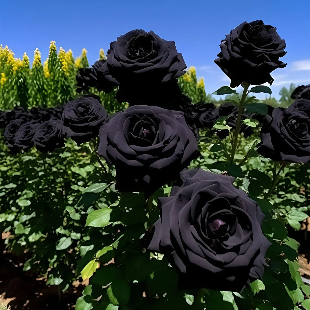 Semena žametne vrtnice Black Knight🖤-SI