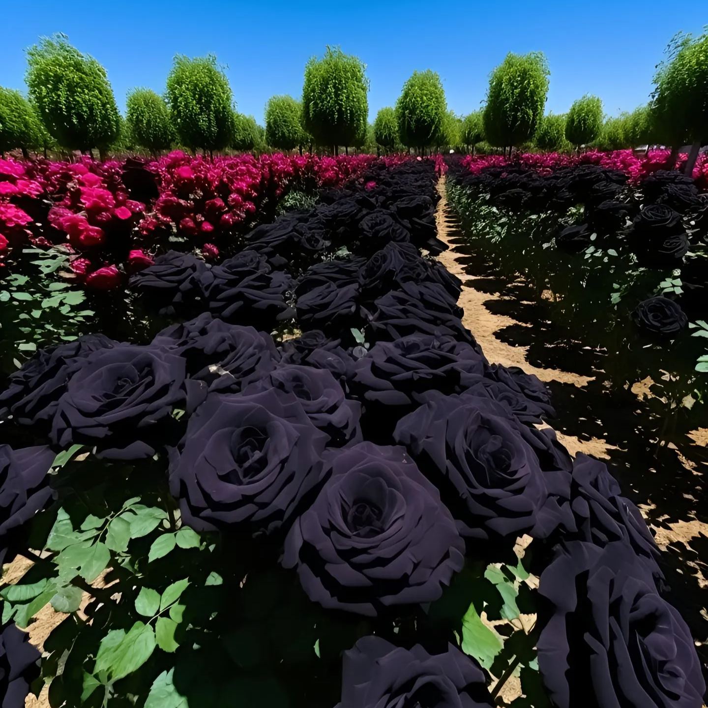 Σπόροι Black Knight Velvet Rose🖤-GR