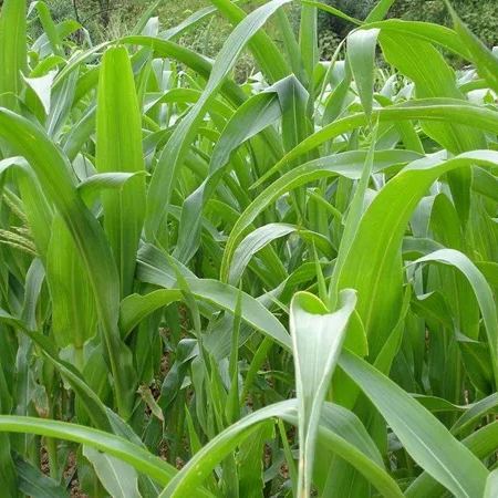 🌿Hibridna sorta sirka in sudanske trave ✅Visokorodno krmno seme-SI