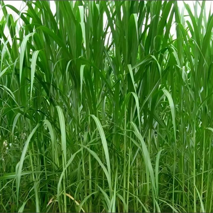 🌿Hibridna sorta sirka in sudanske trave ✅Visokorodno krmno seme-SI