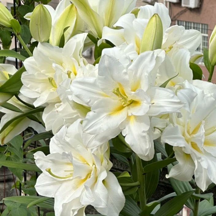 🌺Kvepiančios lelijų svogūnėliai – gaivūs ir saldūs-LT