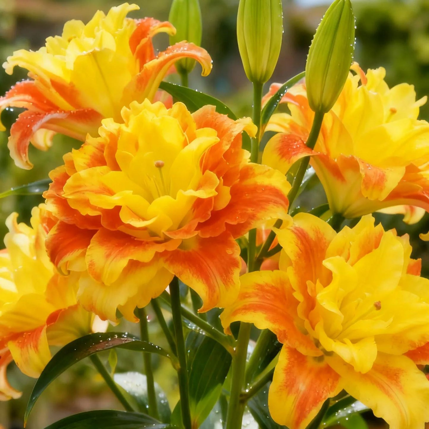 Dvobarvne dišeče čebulice lilije z dvojnimi cvetnimi listi – sveže in sladke-SI