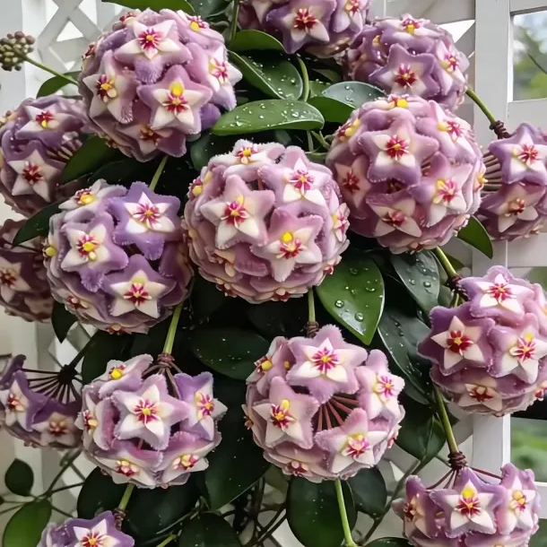 ✨Čebuljice Hoya – Zvezde padajo z neba✨-SI