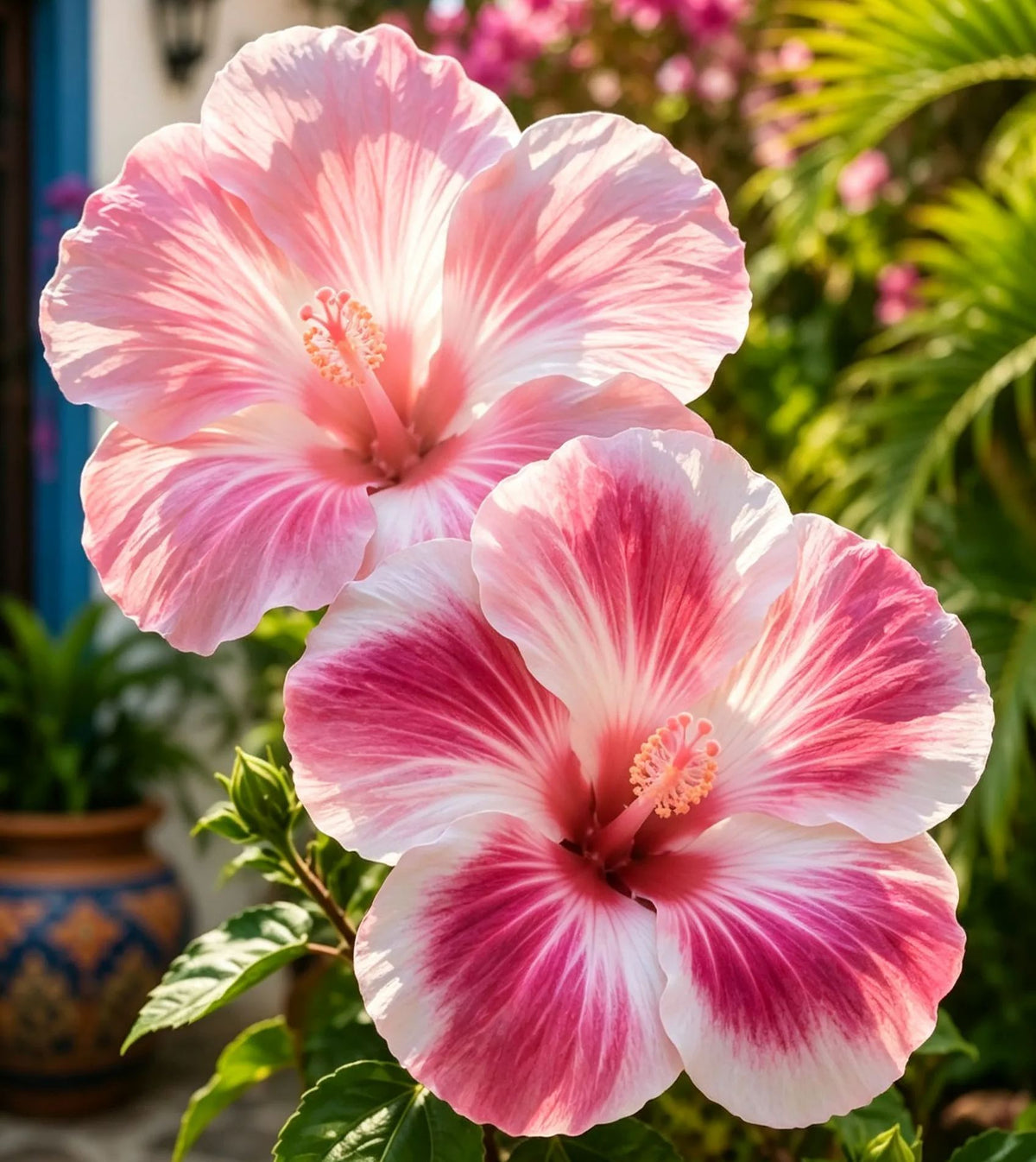 Redke čebulice hibiskusa – lončnice, balkon, zimska sajenje-SI