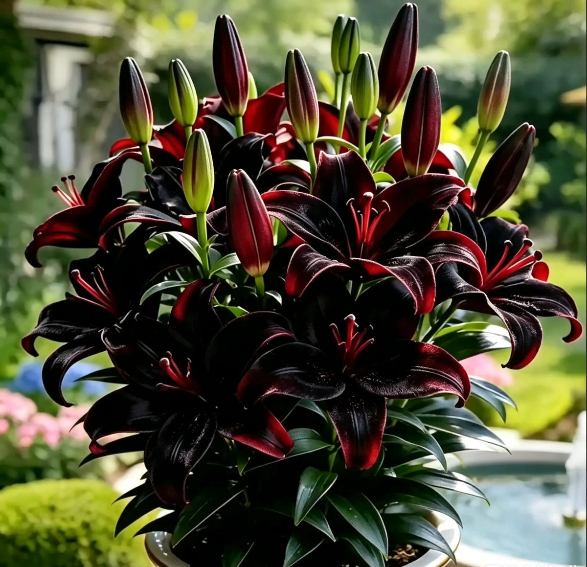 Črna magična lilija 🌺Čebuljice parfumskih lilij – sveže in sladke-SI