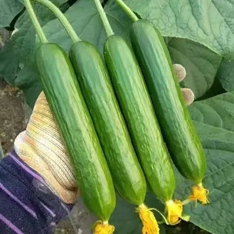 Semena kumar F1 Superfruit Cluster z visokim donosom-SI