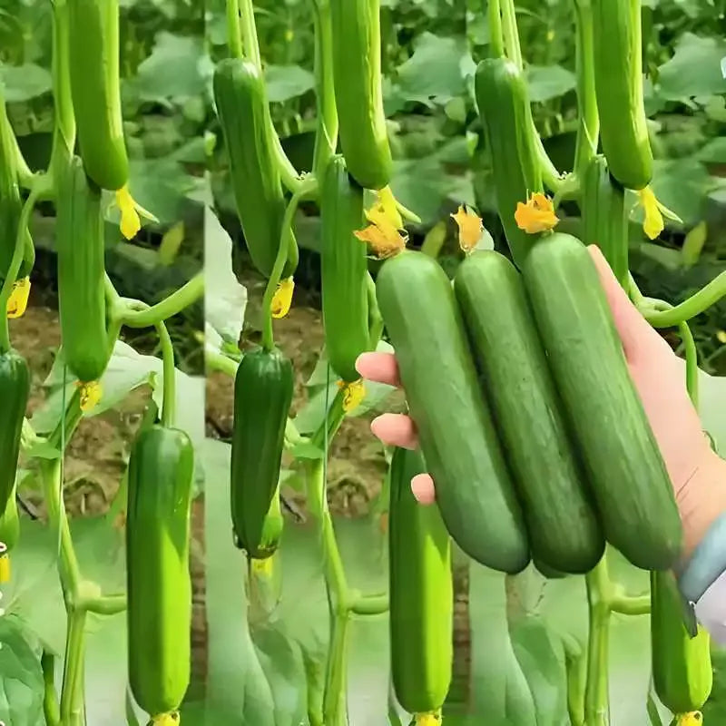 Σπόροι αγγουριού υψηλής απόδοσης F1 Superfruit Cluster-GR