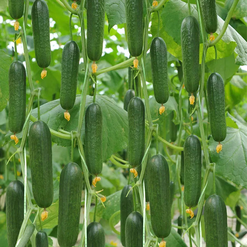 Semena kumar F1 Superfruit Cluster z visokim donosom-SI