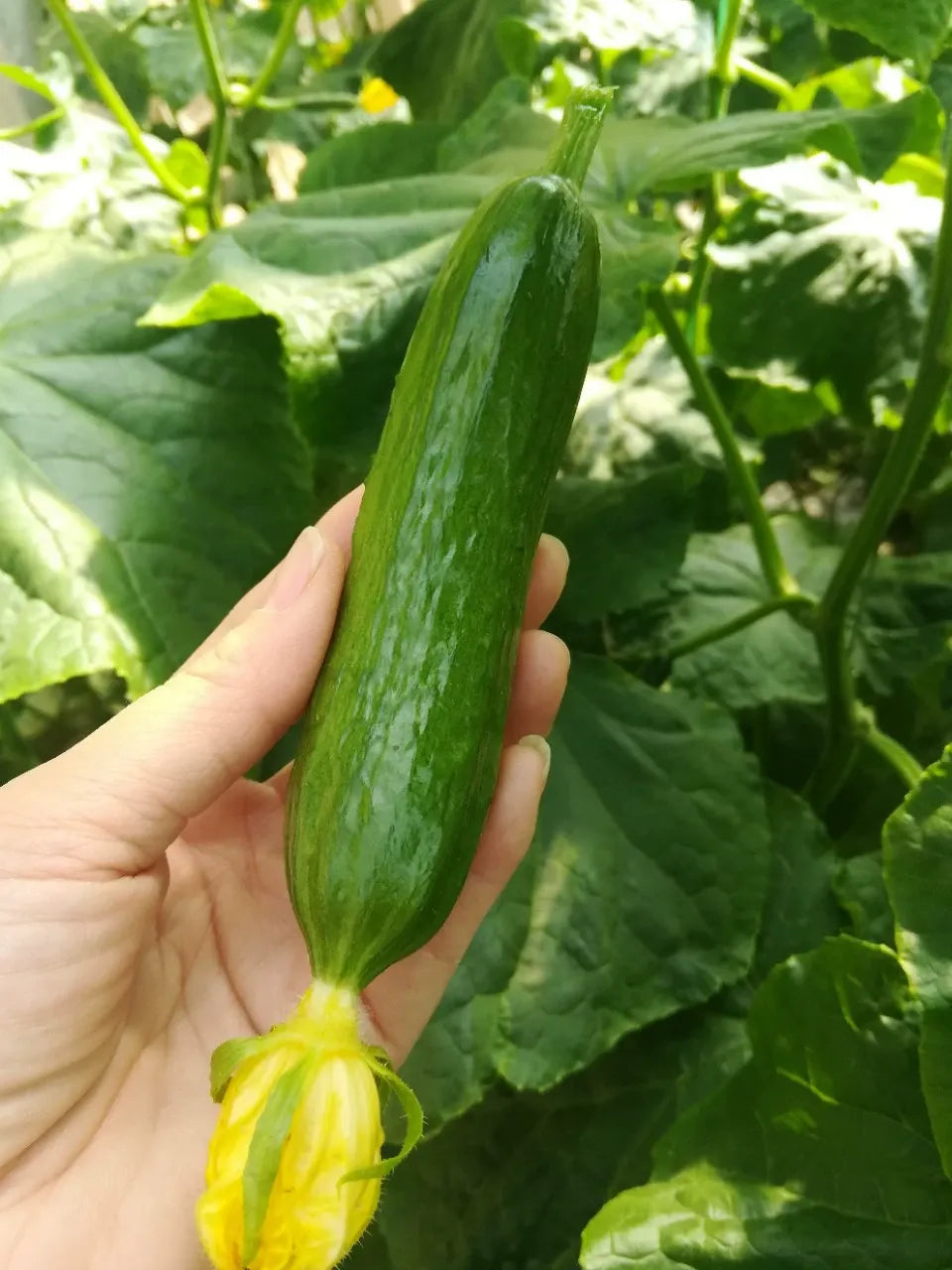 Semena kumar F1 Superfruit Cluster z visokim donosom-SI
